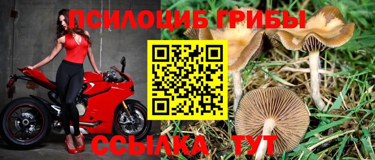 Галлюциногенные грибы Cubensis Белово